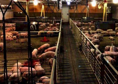 Por que a China não quer comprar os porcos da Alemanha?