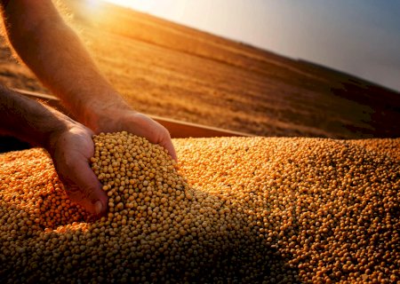 Safra de soja deve ter 143,7 milhões de toneladas, segundo AgResource Brasil