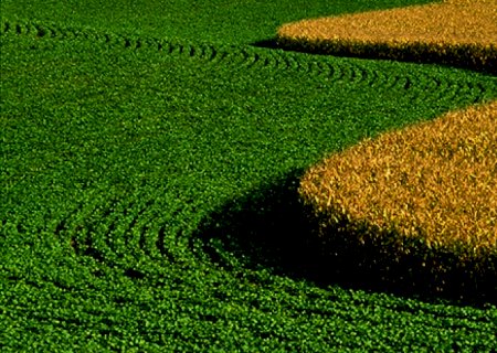 Área de soja em 2021/22 deve ser recorde; preço do milho seguirá sustentado