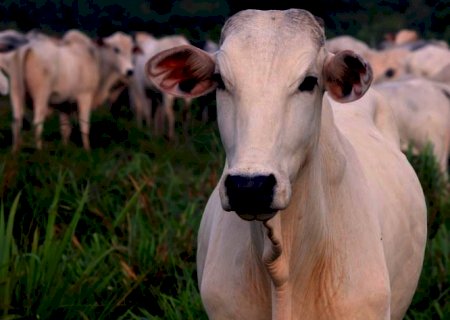 MAPA aguarda China agendar reunião sobre embargo às exportações de carne