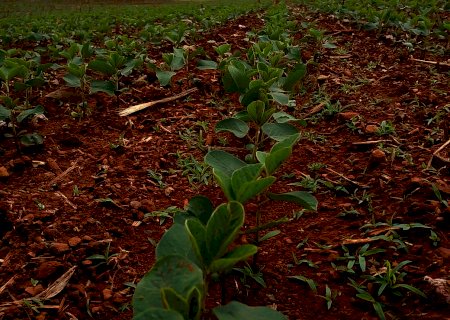 Soja: produtor está animado com plantio após volta das chuvas