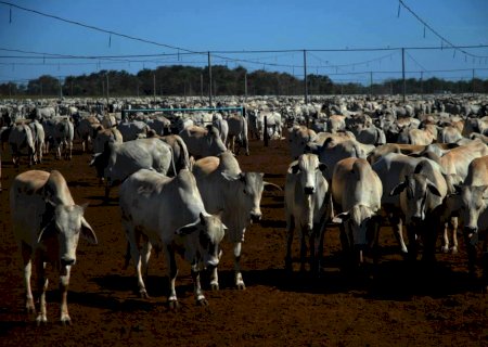Boi gordo: animais de confinamento devem manter oferta elevada até o fim do ano