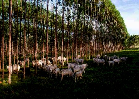MS se consolida na pecuária sustentável e é pioneiro na Carne Carbono Neutro