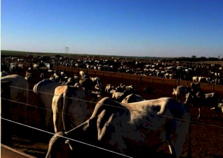 Produção de carne bovina fica em 10 mi de t, mas poderia ser de 255 mi