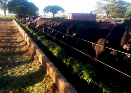 Produtor muda estratégia e tem aumento de 149% na lotação global