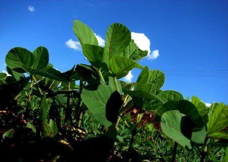 Plantio de soja atinge quase 40% da área no Brasil, diz consultoria