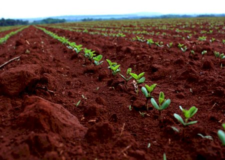 Soja: plantio no Brasil está em 35,8%; confira quadro com estados mais avançados