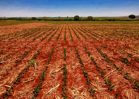 Plantio de soja da safra 2021/22 atinge 51% no Brasil