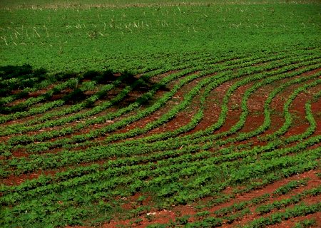 Plantio da soja chega a 10% no Brasil, estima consultoria