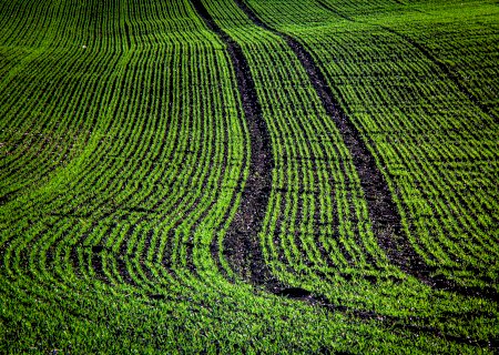 Soja: Dourados (MS) está com 1/4 da lavoura instalada