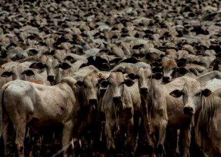 Boi gordo: oferta restrita volta a elevar preços da arroba no país