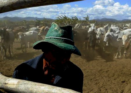 Brasil inicia 2ª etapa da campanha de vacinação contra febre aftosa