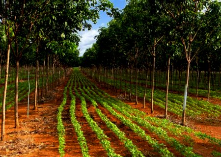 Comissão da Câmara debate fomento à agricultura de baixo carbono