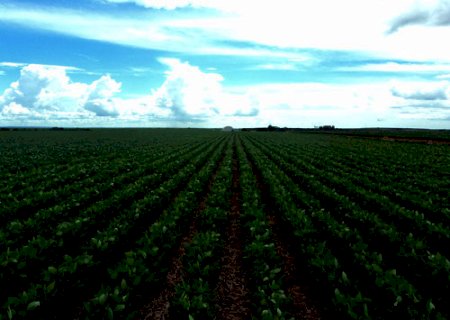 Plantio da soja no Brasil atinge 90,6%.