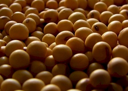 Brasil, maior exportador de soja do mundo, quer importar esse grão
