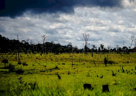 Empresas anunciam investimento de US$ 3 bi para zerar desmatamento na produção de gado e soja