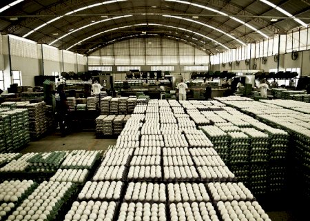 Em MS, demanda por ovos cresce e produção aumenta 37,6% em um ano