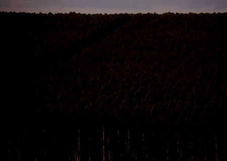 ‘Estava na hora de o agro se juntar para passar imagem de que Brasil preserva’, diz analista