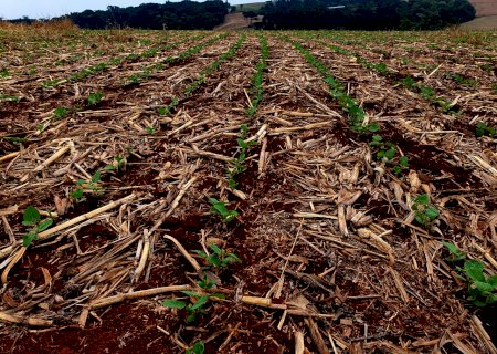 Plantio de soja e milho avança rápido no Brasil, diz consultoria