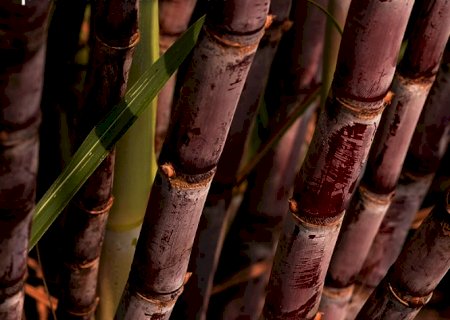 Conab reduz estimativas para produção de cana-de-açúcar