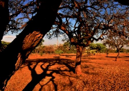 Agricultura do Brasil está perdendo o clima ideal, diz, estudo