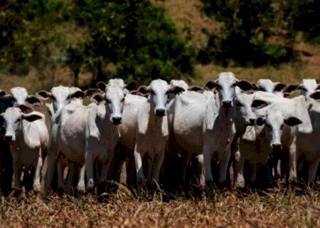 A pressão internacional por preservação que ameaça soja e carne do Brasil