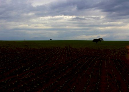 Brasil possui 83% de fazendas de soja certificadas