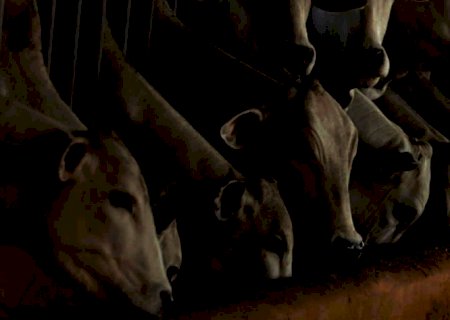 Vaca louca: Senador dos EUA quer impedir importações de carne brasileira