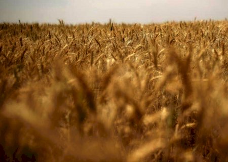 Brasil libera farinho de trigo transgênico, mas indústria rejeita o produto