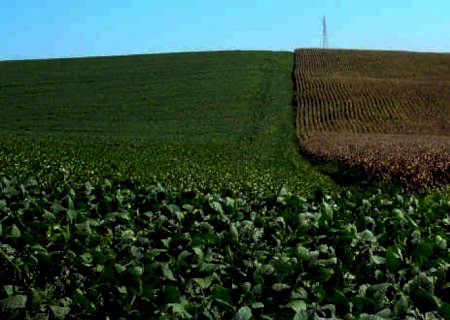 China: Importações de milho crescem em outubro 14% e de soja caem 41%
