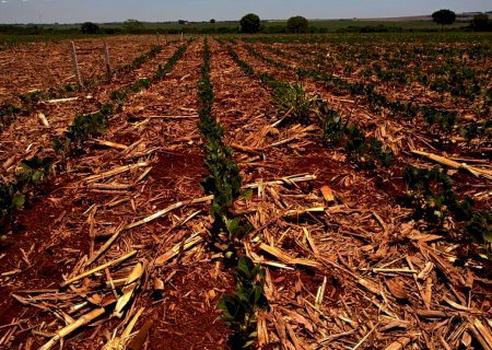 Crescimento de área de soja não significa aumento de produtividade