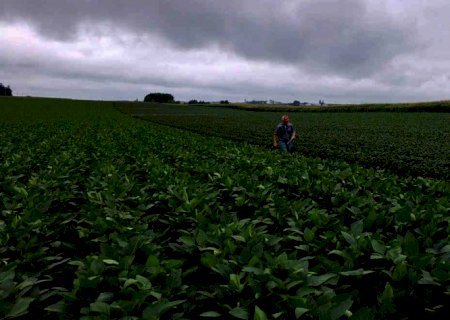 Clima pode adiar colheita de soja do Brasil para janeiro