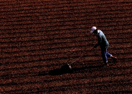 Aplicativo e cartilhas visam auxiliar produtor na adequação à NR-31