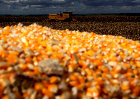Importação de milho bate recorde absoluto e rompe casa de 3 milhões de t em 2021