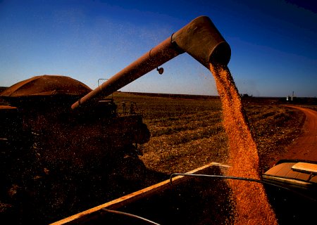 Cenário do milho continua promissor, diz analista de mercado