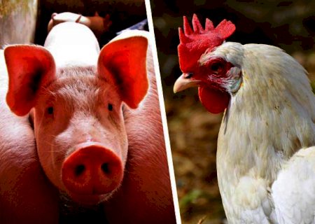 ABPA projeta recordes de produção e consumo de aves, suínos e ovos em 2021 e 2022