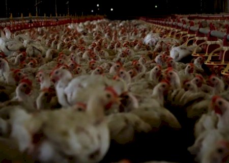 Brasil registra recorde no abate de frangos e suínos
