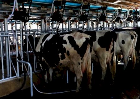 Leite: Preço ao produtor acumula queda real de 5% neste ano