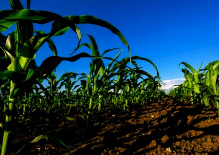 Produção agrícola na próxima safra deve chegar a 290 milhões de toneladas