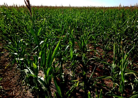 Estiagem dificulta avanço no plantio de soja no Rio Grande do Sul, aponta Emater