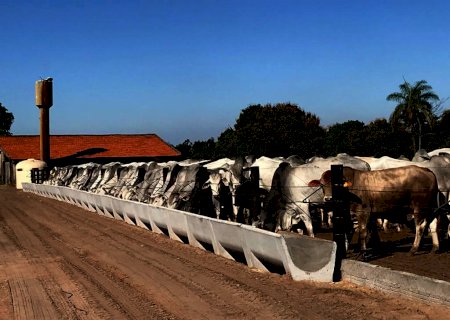Boi gordo: mercado abriu a semana com preços firmes