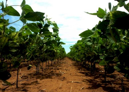 Agro mais sustentável: conheça os benefícios do Programa de Crescimento Verde