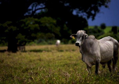 Boi gordo tem nova escalada nos preços e tendência aponta para novas altas