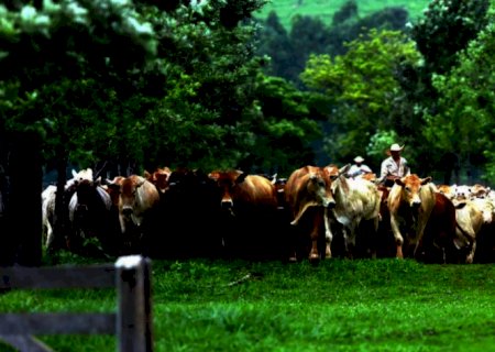 Quais são os desafios globais da agropecuária sustentável?