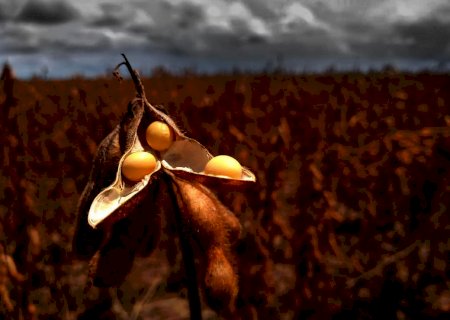 Chuva forte pode prejudicar início da colheita em Mato Grosso