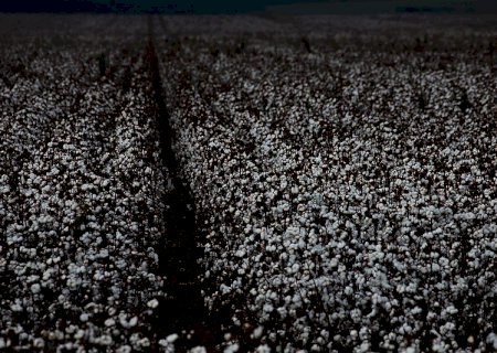 Bahia tem maior PIB Agropecuário do Brasil