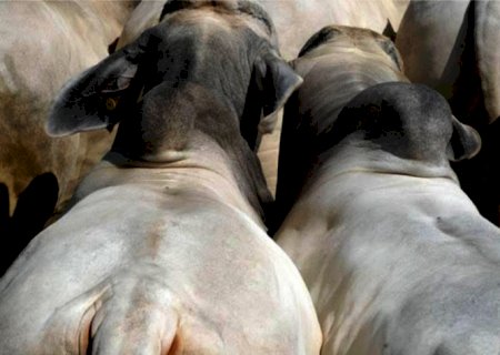 Carne de qualidade: À procura do tal do boi