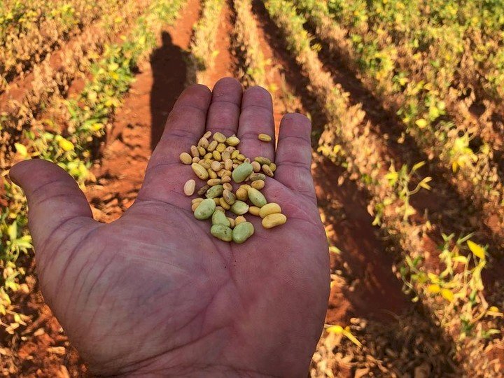 Seca atinge produção de grãos em Batayporã e mais uma safra será de prejuízos