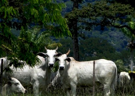 Boi gordo: preços da arroba estabilizam enquanto carne mantém tendência de queda