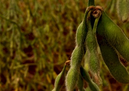 Entenda o método para avaliar a podridão de vagens e grãos